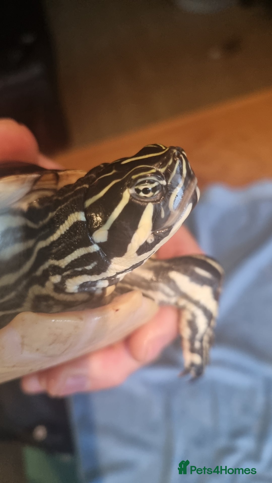 Terrapin reptiles for sale: 2 Terrapins Turtles 3 years adults - Image 6
