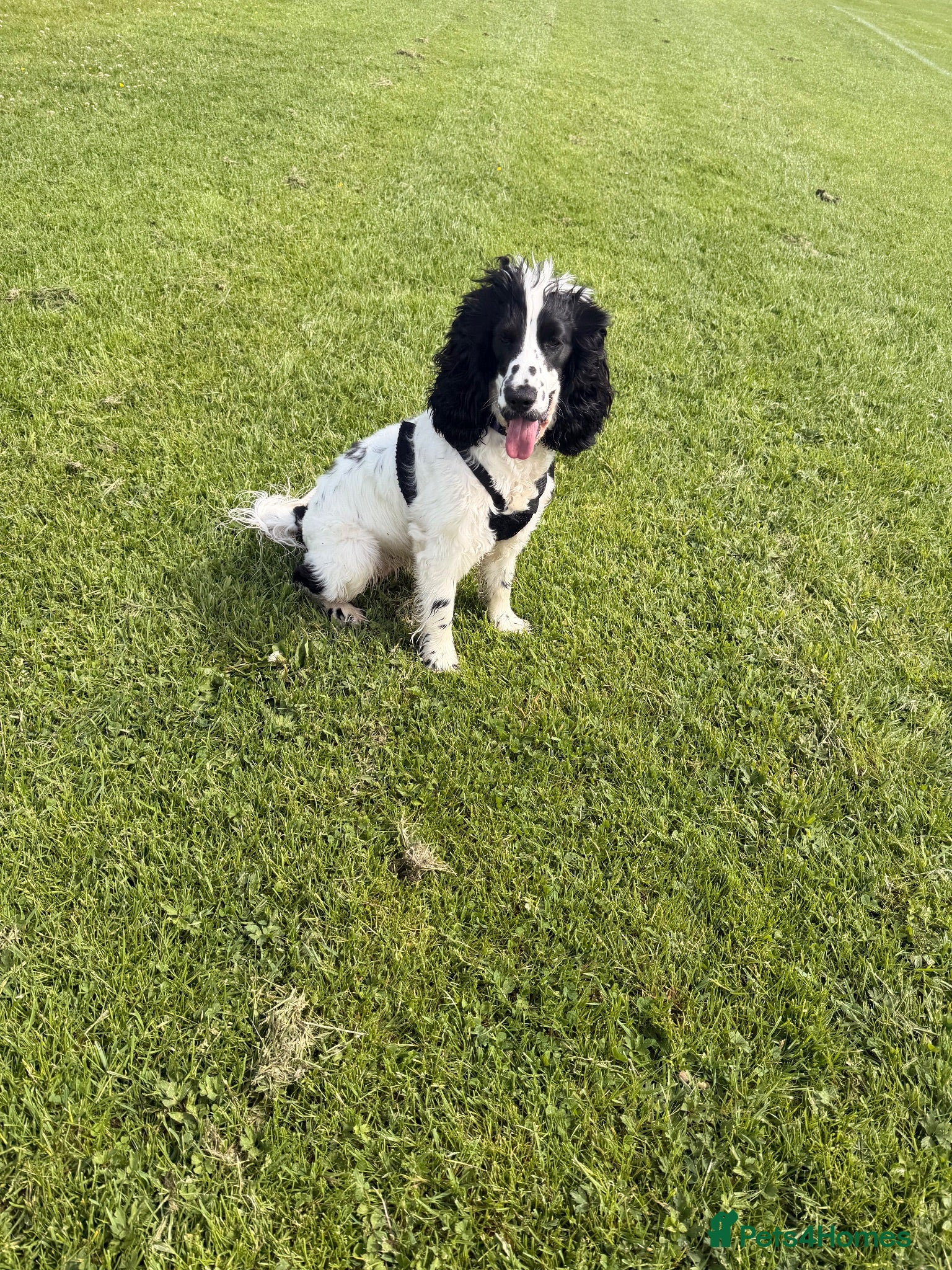 Cocker Spaniel dogs 11month Show Cocker Spaniel Female - Elsie  - Advert 18