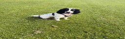 Cocker Spaniel dogs for sale: 11month Show Cocker Spaniel Female - Elsie  - Advert 1