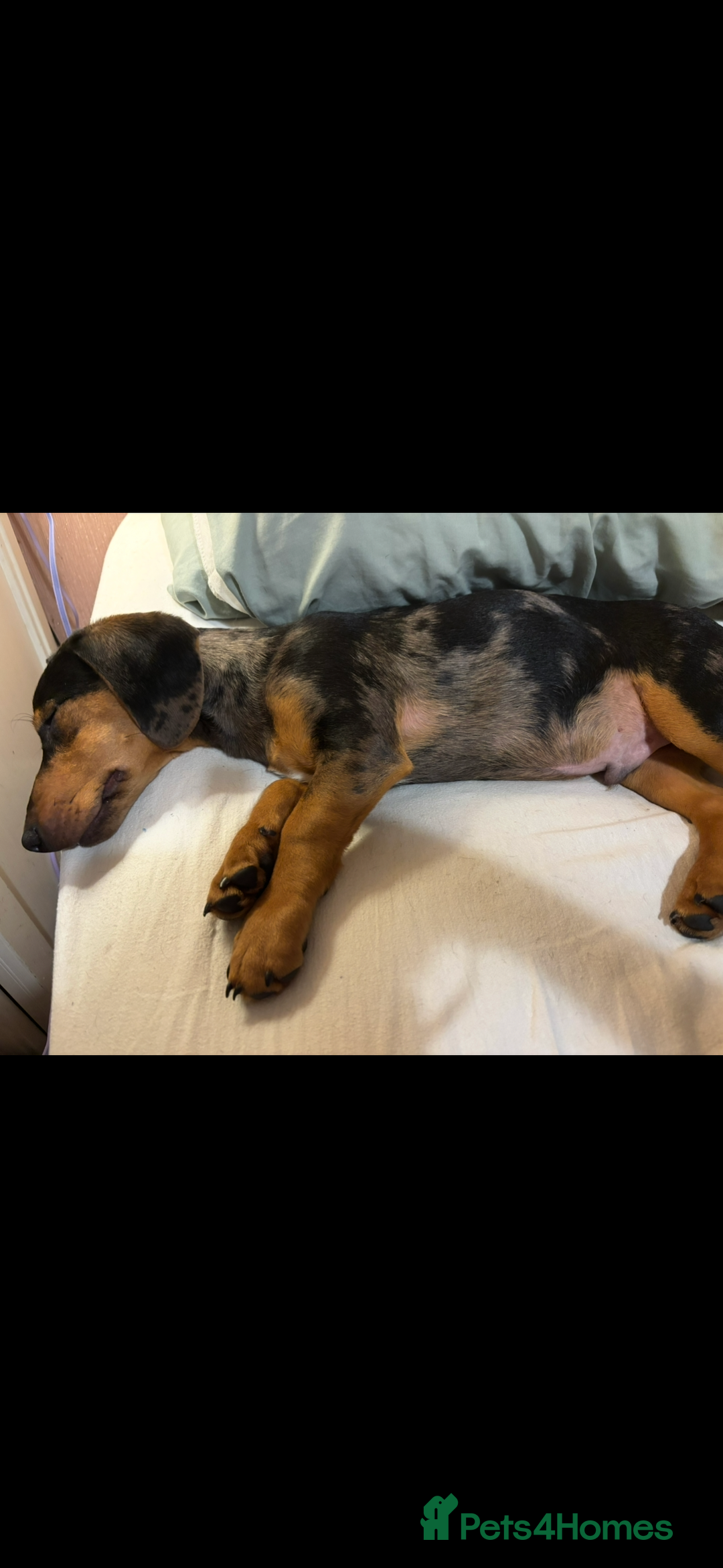 Mixed Breed dogs for sale: Handsome boy  - Advert 9