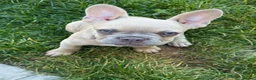 French Bulldog dogs for sale: Biscuit  in Leeds - Advert 1