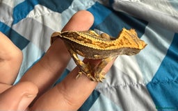 Gecko reptiles for sale: 2x baby crested gecko and full bioactive setup - Image 5