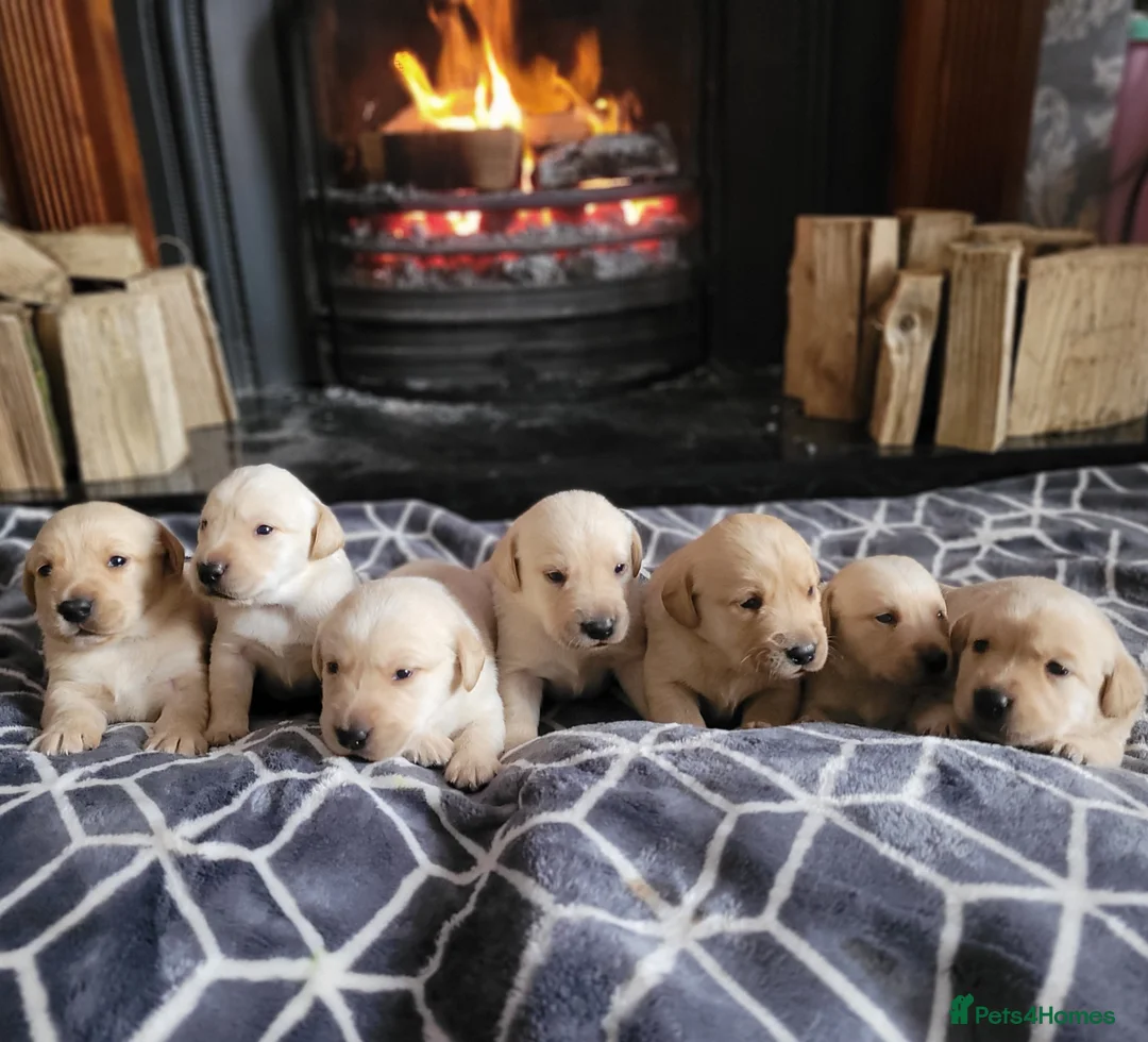 Labrador Retriever dogs for sale: Beautiful chunky lab pups  - Advert 2