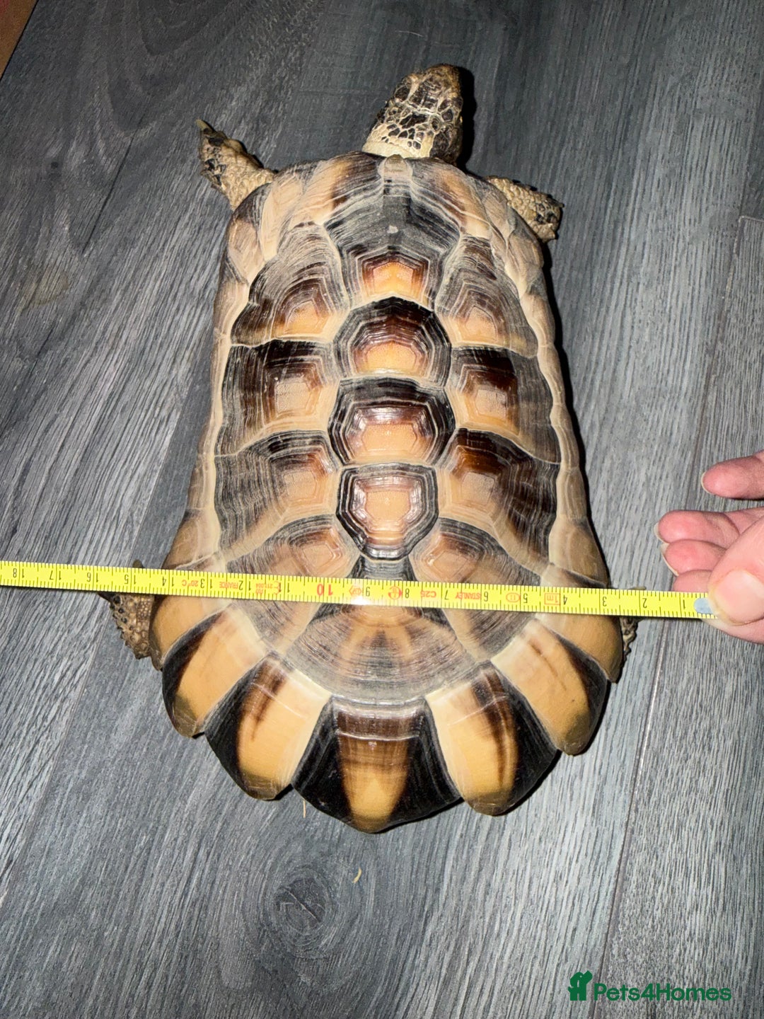 Tortoise reptiles for sale: Marinated tortoise  - Advert 5