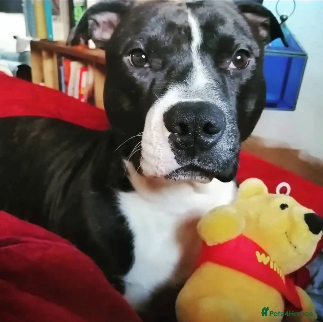 Staffordshire Bull Terrier dogs for sale: Staff - Advert 2