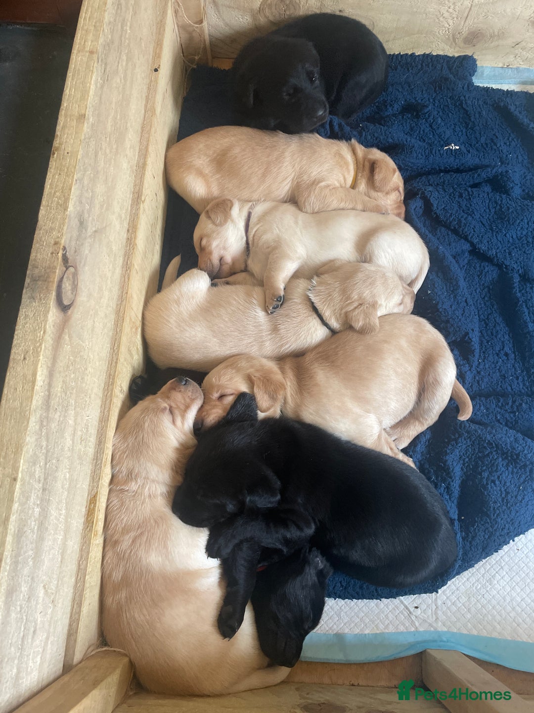 Labrador Retriever dogs for sale: Yellow and black lab puppies - Advert 1