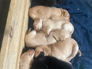 Labrador Retriever dogs Yellow and black lab puppies - Advert 17