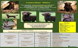 Labrador Retriever dogs for stud: Gorgeous chocolate Labrador  - Image 12