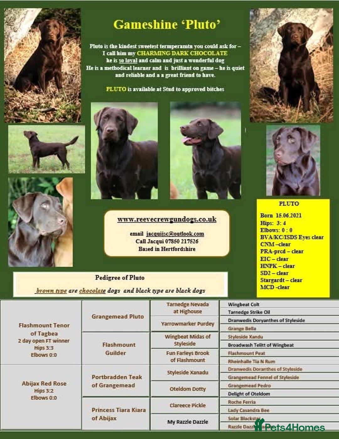 Labrador Retriever dogs for stud: Gorgeous chocolate Labrador  - Image 12