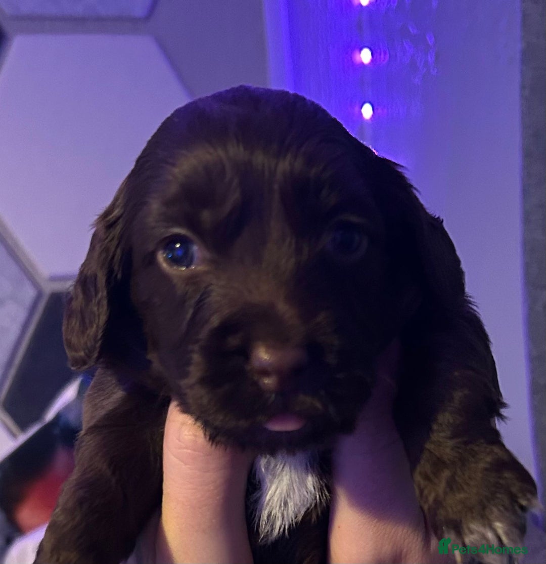 Cockapoo dogs for sale: 3 Delightful F1b Cockapoo girls (3/4 cocker) - Advert 3