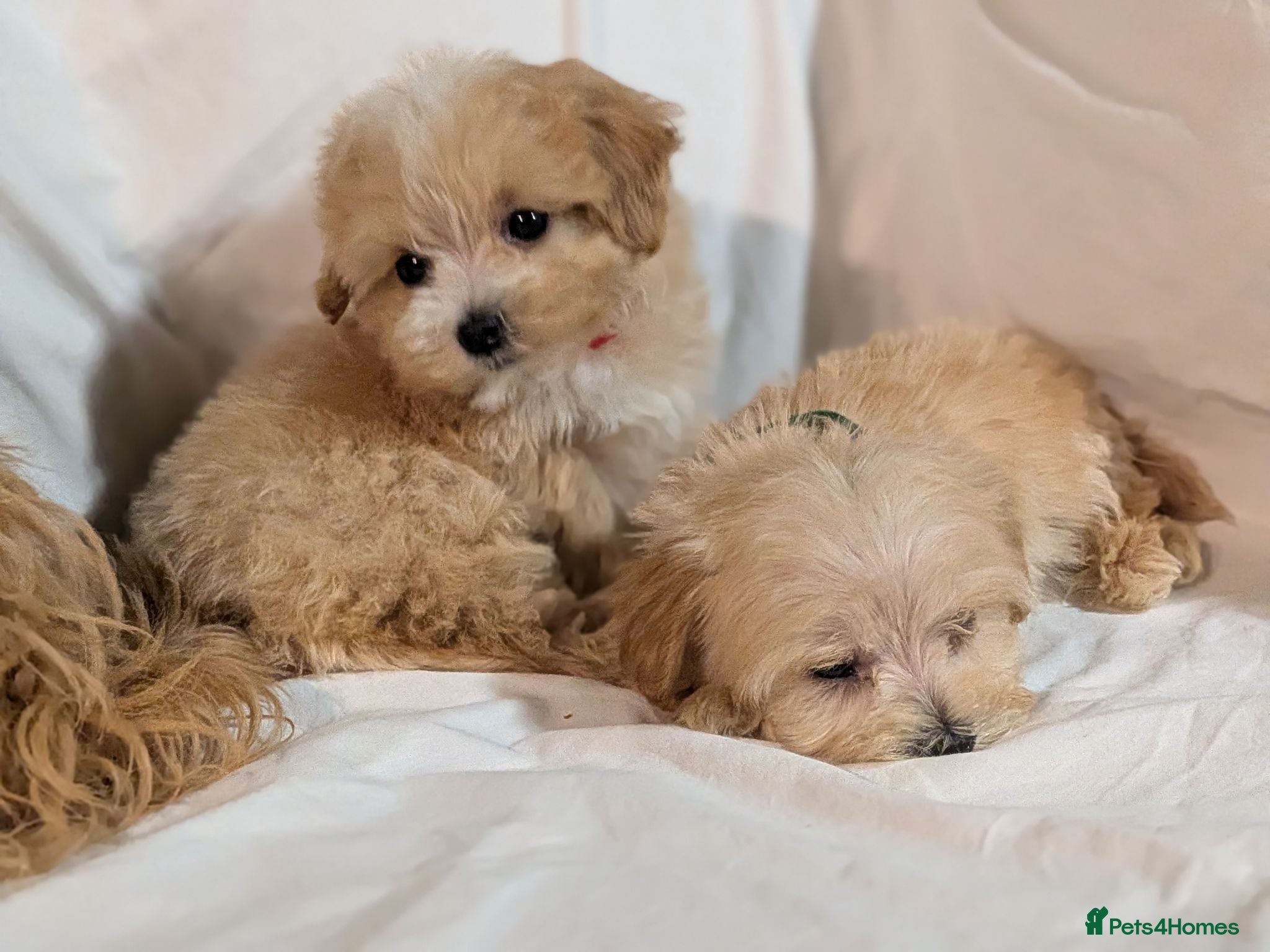 Maltipoo dogs Lovely Maltipoo Puppies Ready To Leave - Advert 1