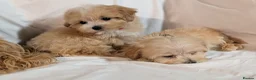 Maltipoo dogs for sale: Lovely Maltipoo Puppies Ready To Leave - Advert 5