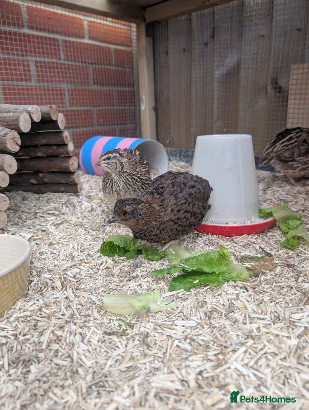 Quail poultry for sale: Male Coturnix Quail in Oakham - Advert 1