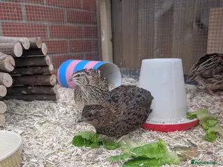 Quail poultry Male Coturnix Quail - Advert 16