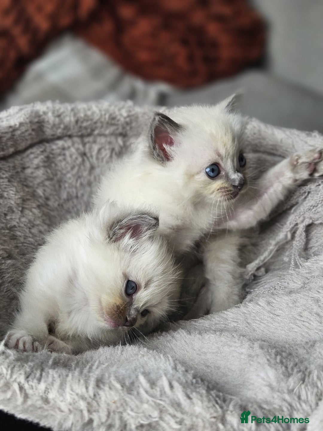 Ragdoll cats for sale: Blue mitted ragdoll kittens  - Image 11