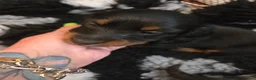 Miniature Dachshund dogs for sale: Mini longhaired dachshunds  - Advert 4