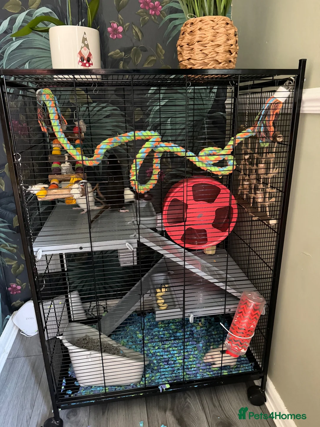 Rat rodents for sale: Rats  in Lincoln - Advert 2