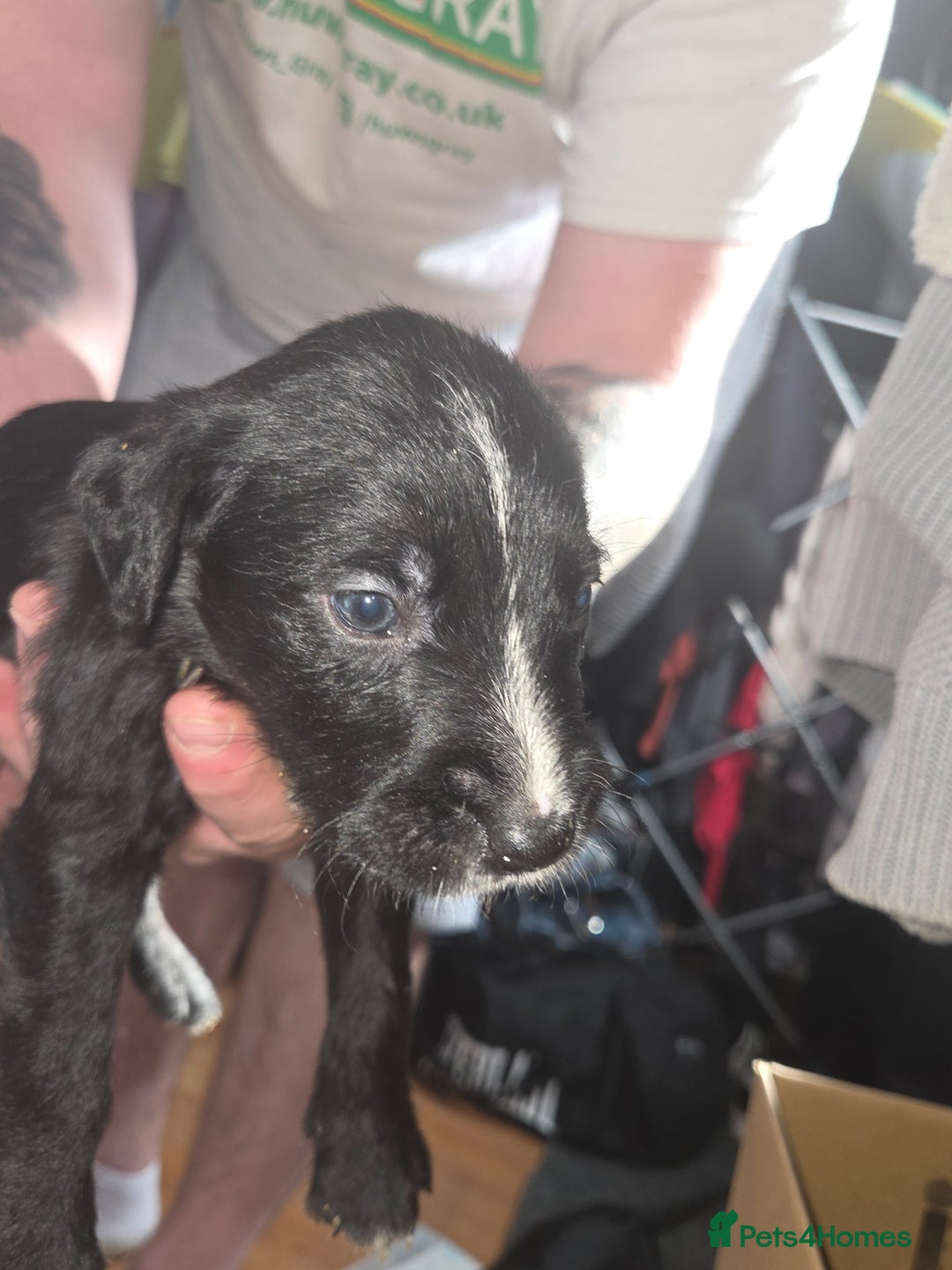 Mixed Breed dogs for sale: Labrador/irish wolf hound  - Image 14