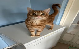 Mixed Breed cats for sale: Ragdoll x Bengal Kittens - Image 5