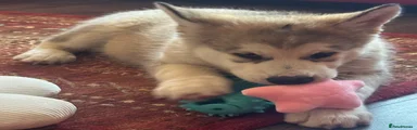 Alaskan Malamute 1