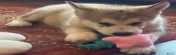 Alaskan Malamute dogs for sale: Female pure Alaskan Malamutes  - Advert 6