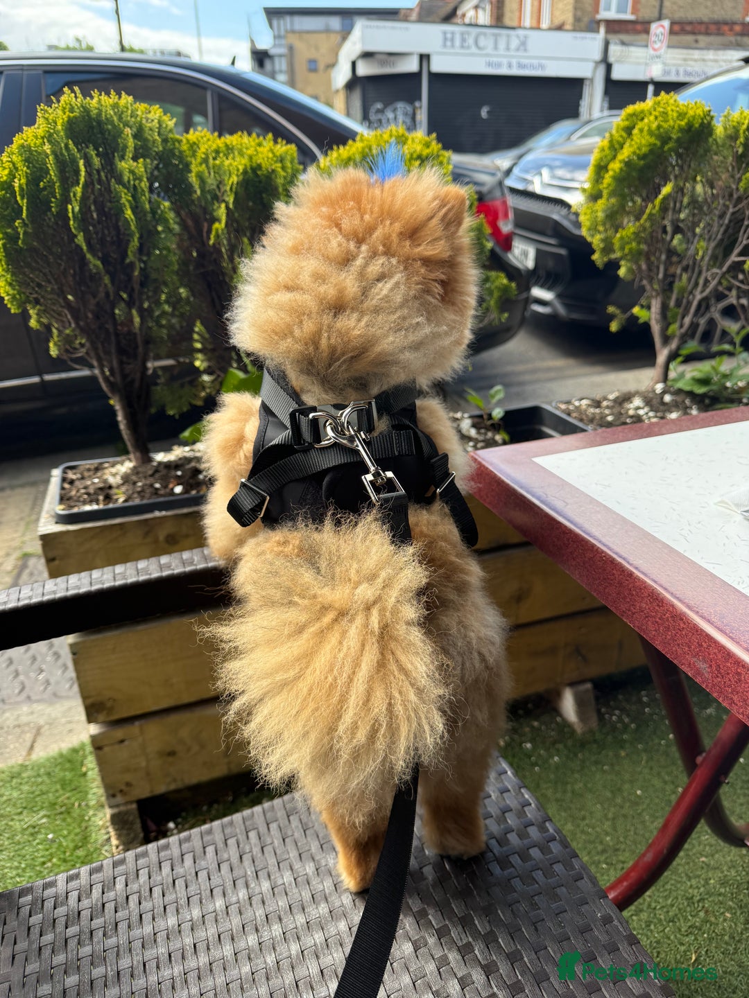 Pomeranian dogs for sale: Gorgeous sable Pom for rehome - Image 3