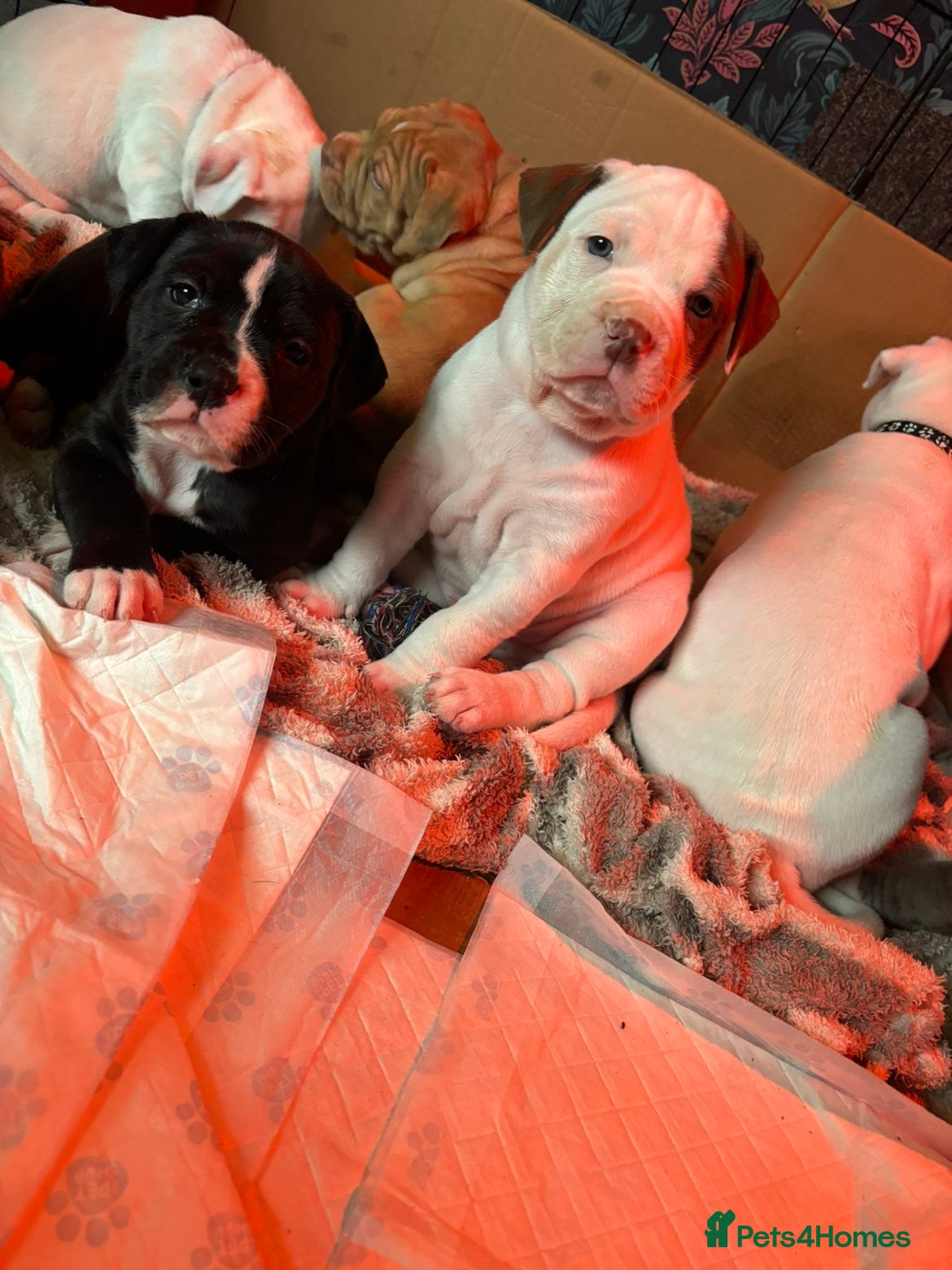 Mixed Breed dogs American bulldog x Alapaha blueblood bulldog  - Advert 10