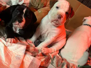 Mixed Breed dogs American bulldog x Alapaha blueblood bulldog - Advert 10