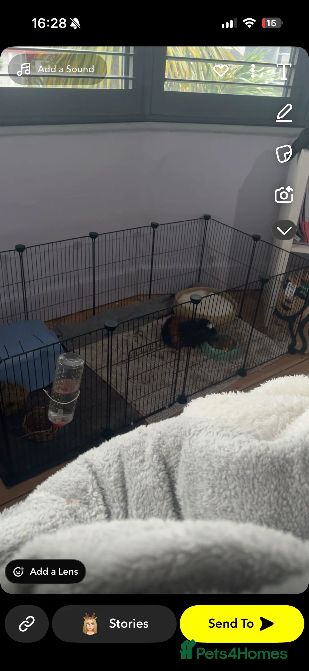 Guinea Pig rodents for sale: Two male guniea pigs URGENT  - Advert 5