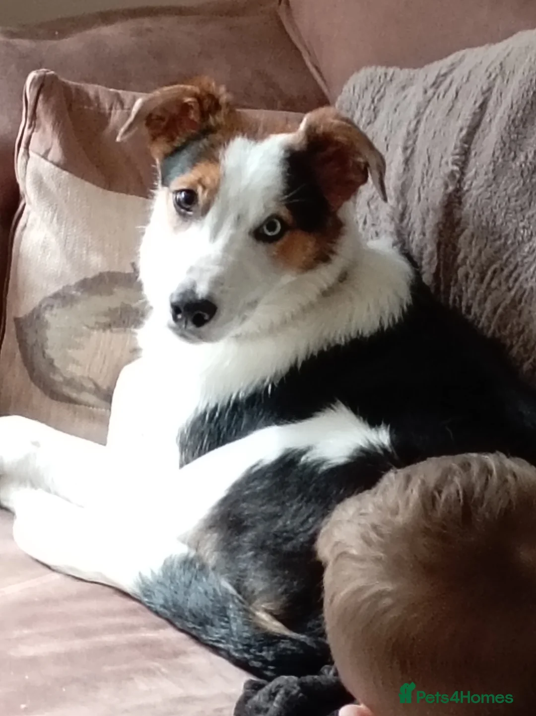 Border Collie dogs for sale: Male border Collie - Advert 6