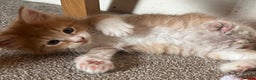 Maine Coon cats for sale: Beautiful Pedigree Main Coon Kittens - Advert 23