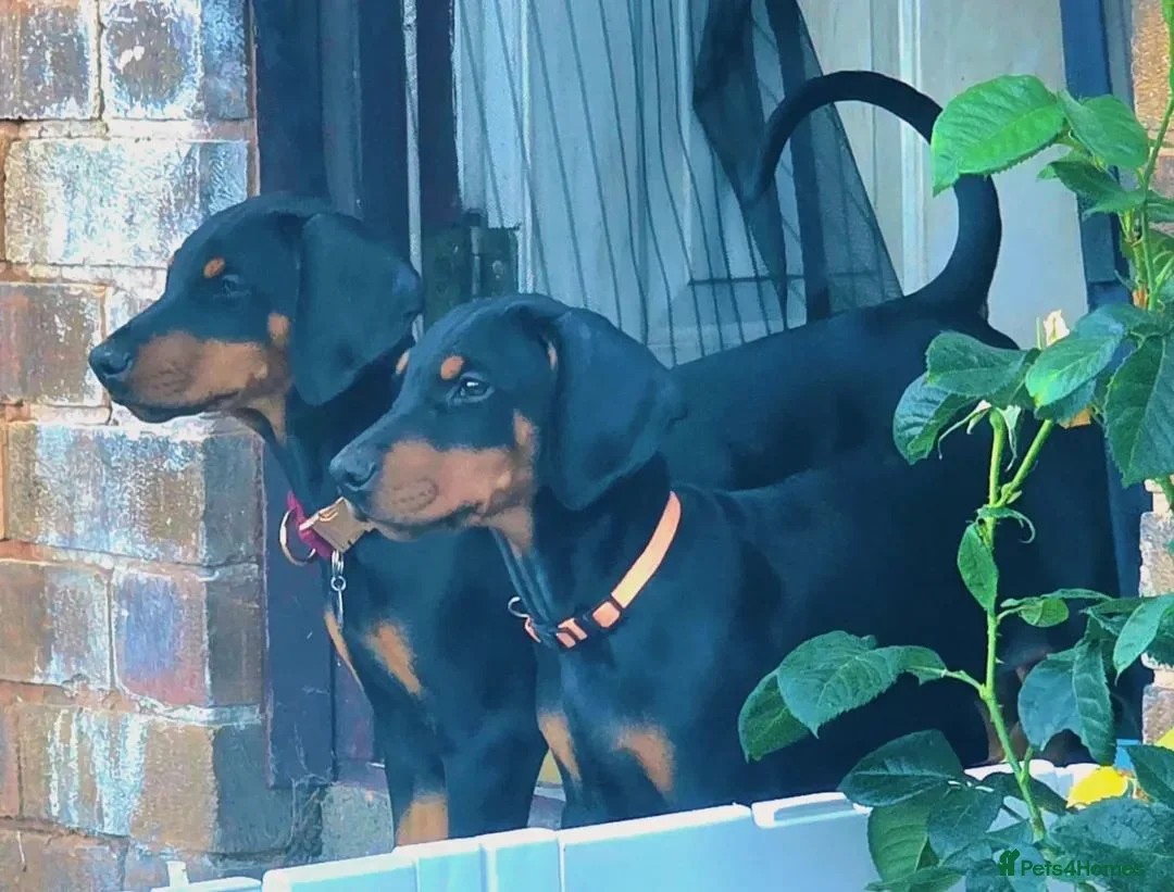 Dobermann dogs for sale: READY NOW - Last Boy Available  - Advert 2