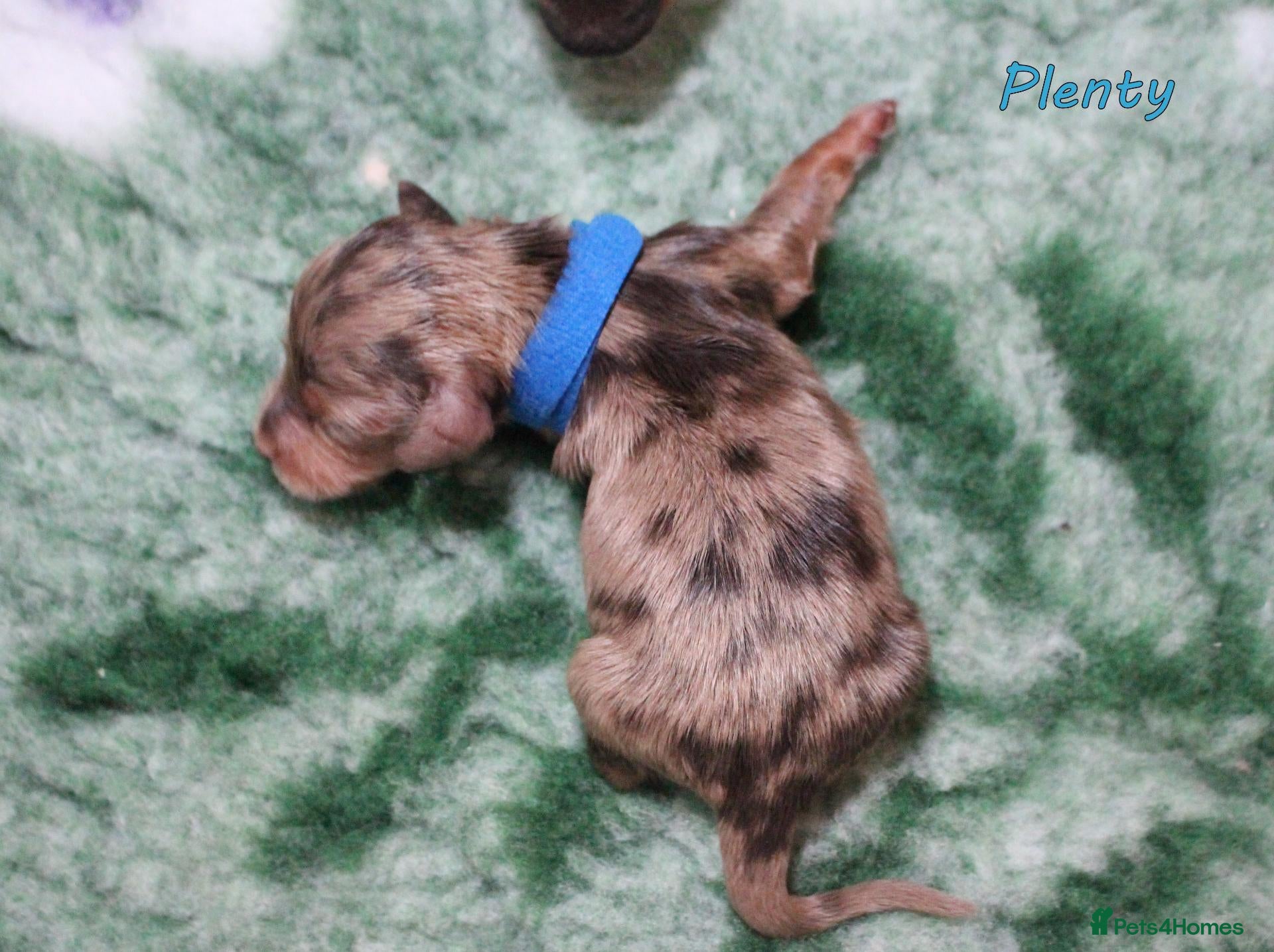 Miniature Dachshund dogs for sale: 🌟 Dapple&Choc&Black PRA Clear KC reg – Dec 26 🌟 - Advert 1