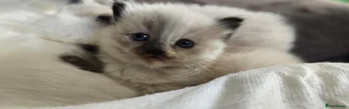 Ragdoll Kitten 2