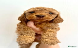 Cockapoo dogs for sale: Beautiful f1b chocolate and red cockapoo pups 🐶  - Image 3
