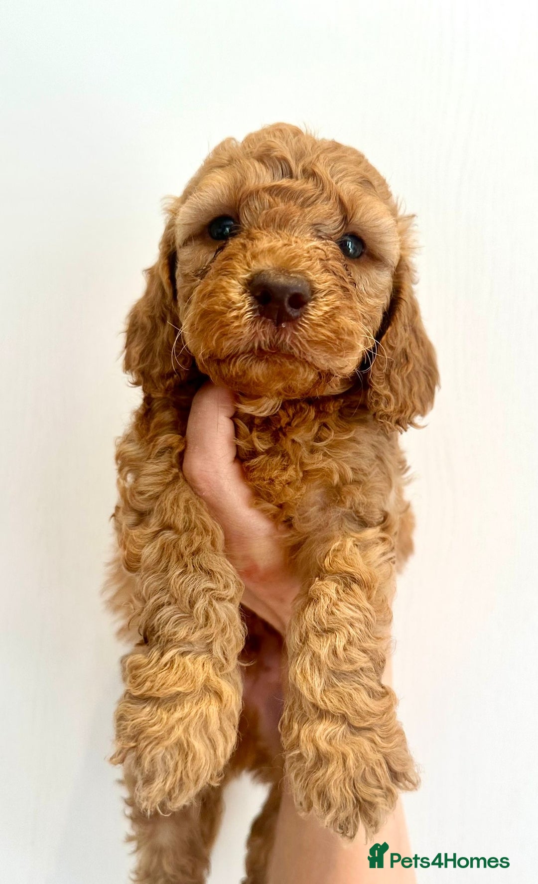 Cockapoo dogs for sale: Beautiful f1b chocolate and red cockapoo pups 🐶  - Image 3