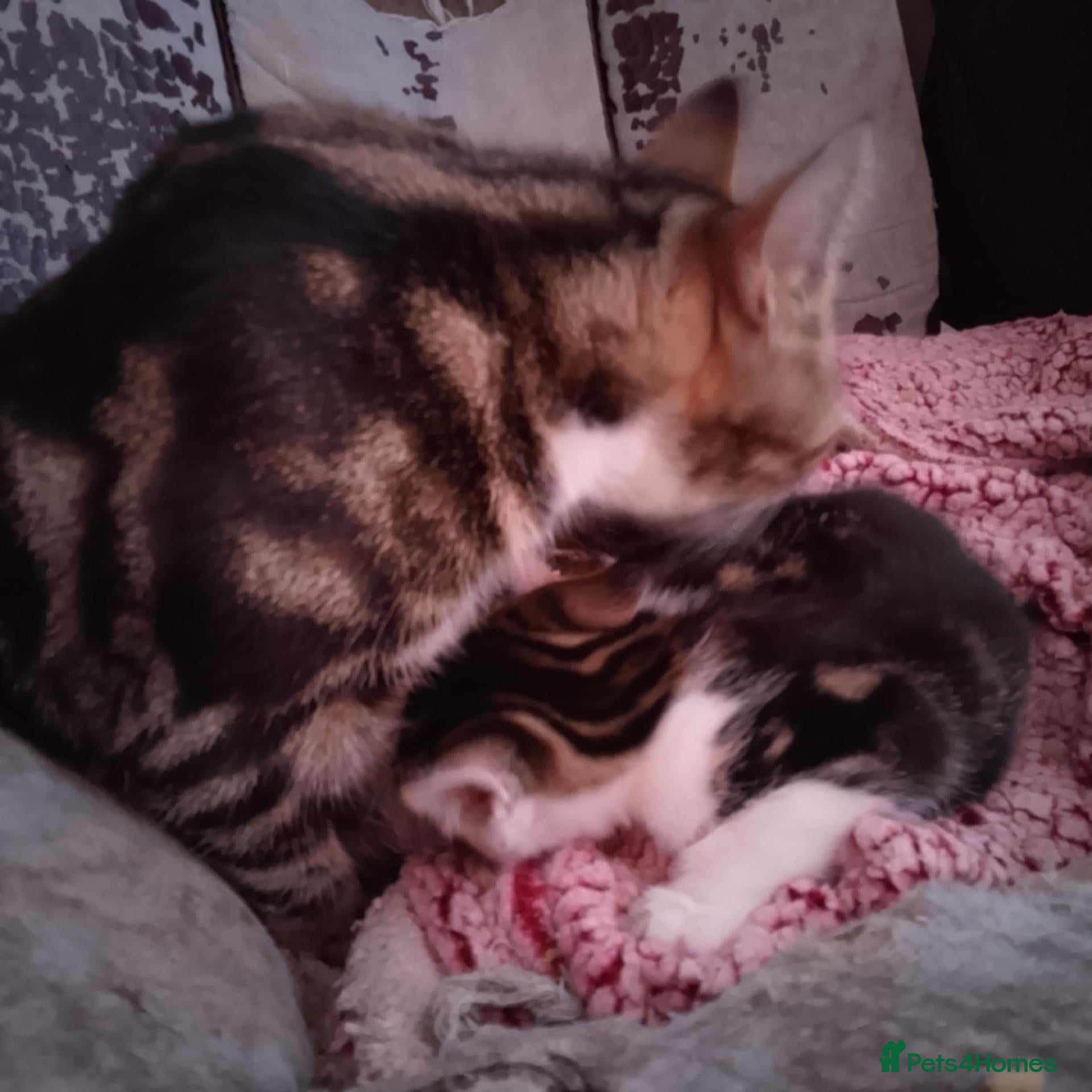 Mixed Breed cats 3 beautiful kittens  - Advert 1