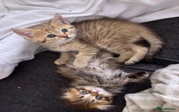 Scottish Fold cats for sale: 1 fold 2 straight Scottish darlings  - Image 36
