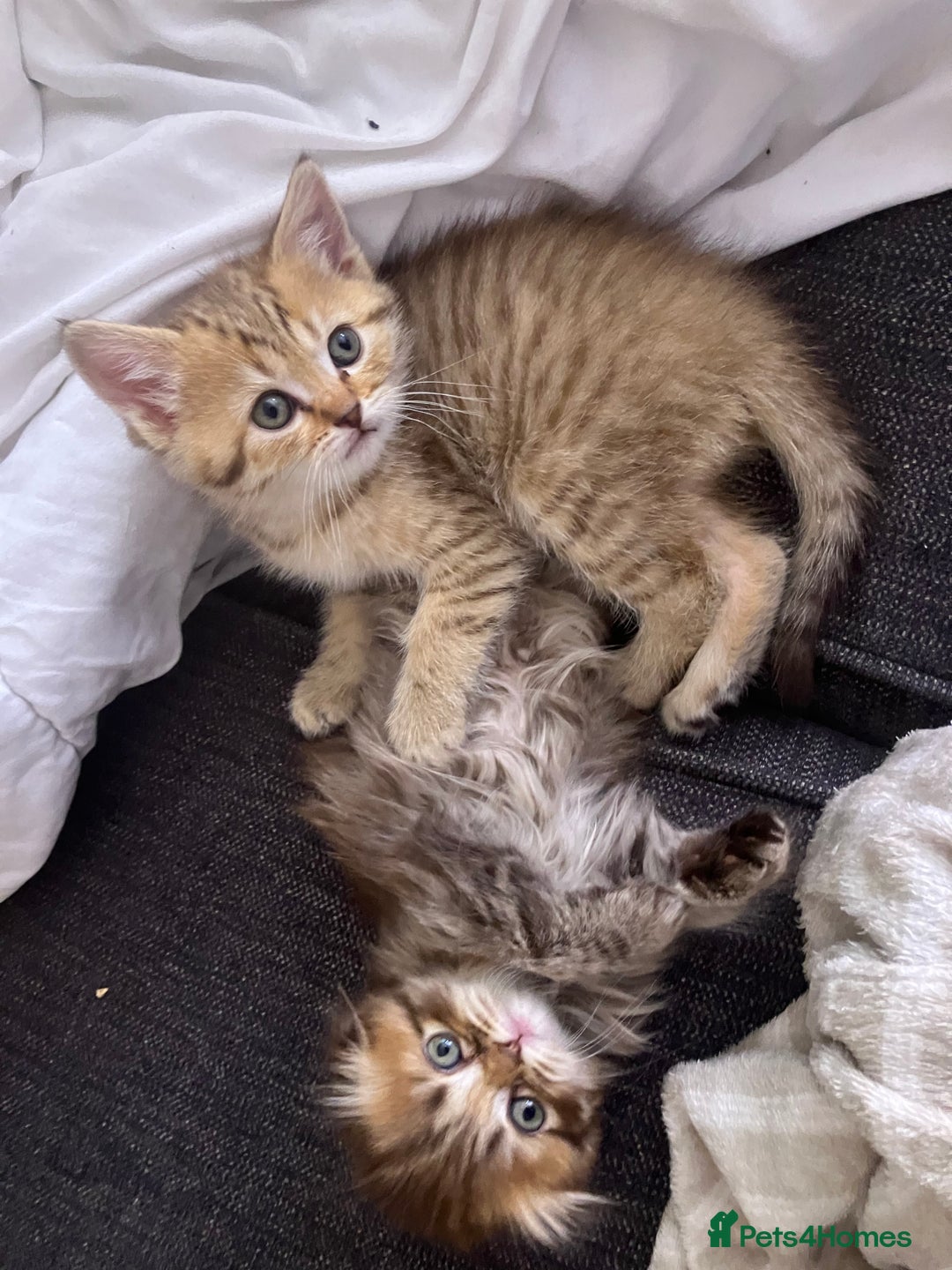 Scottish Fold cats for sale: 1 fold 2 straight Scottish darlings  - Image 36