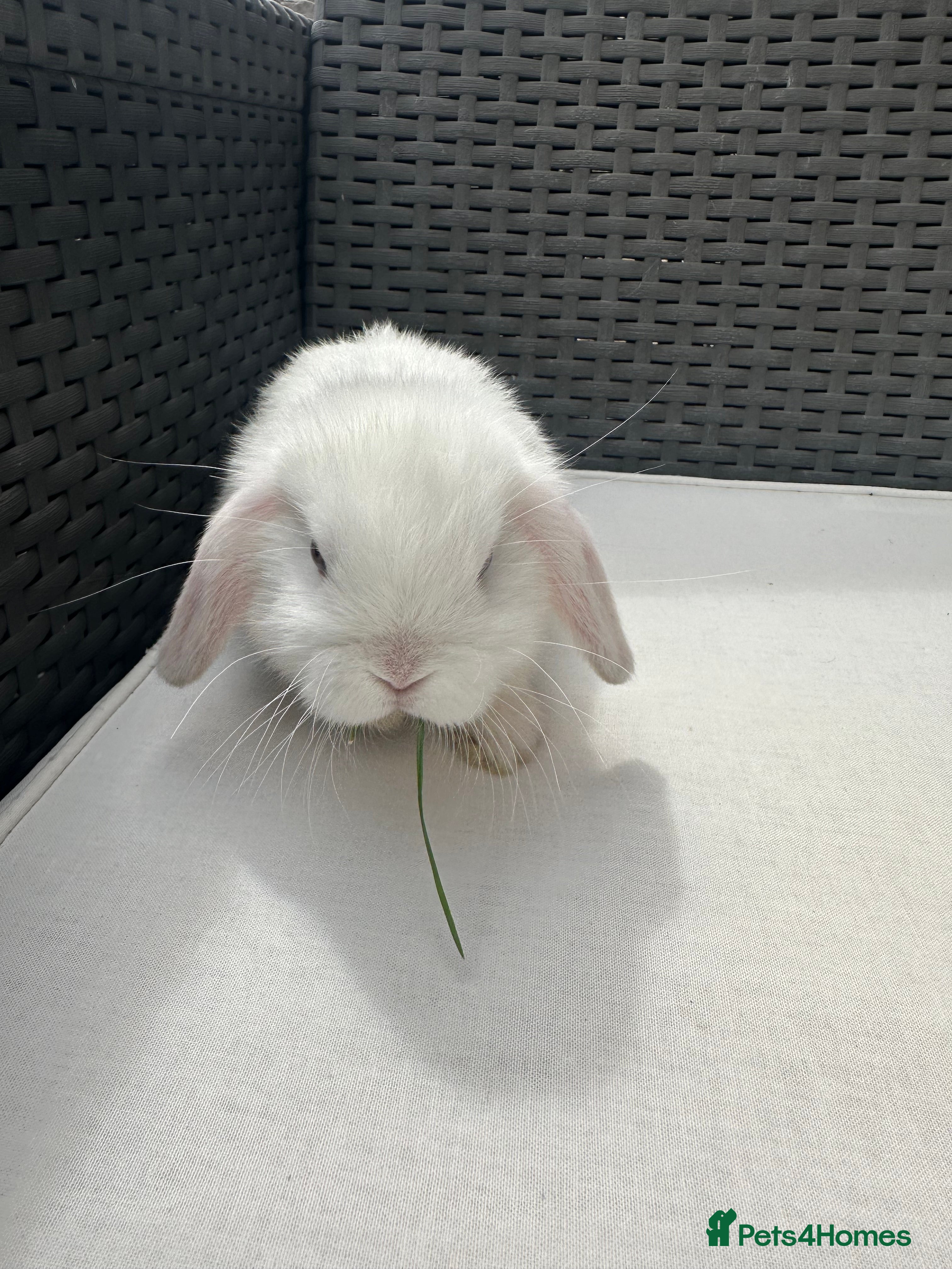Mini Lop rabbits Lovely pair of mini lops. - Advert 5