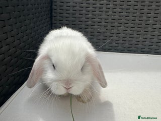 Mini Lop rabbits Lovely pair of mini lops. - Advert 8