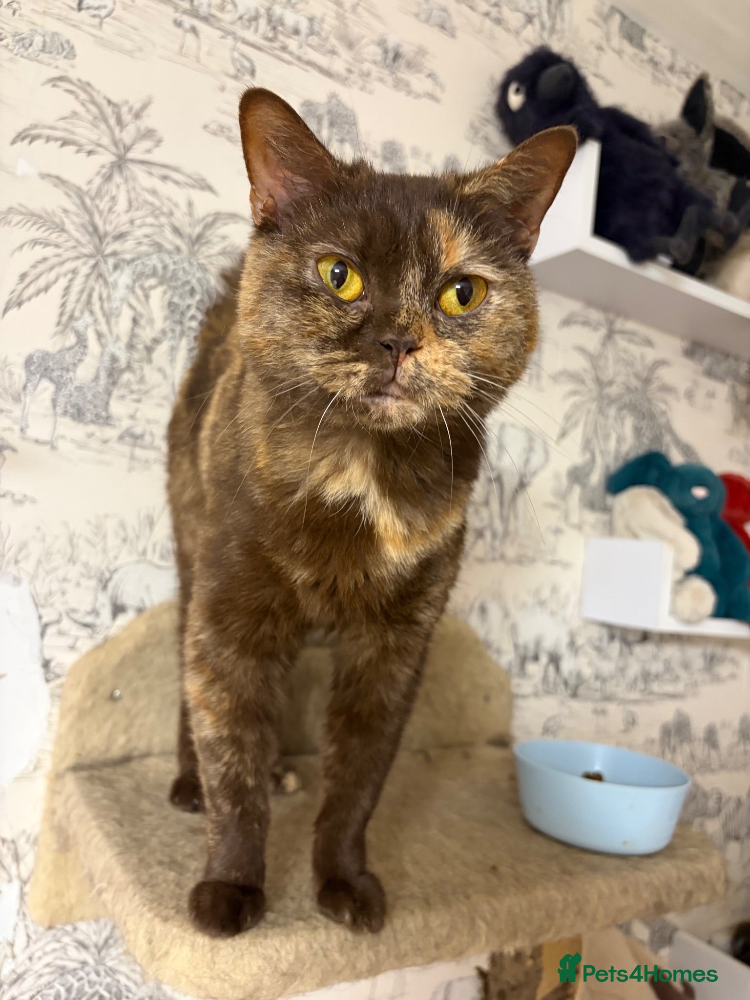 British Shorthair cats Friendly and cuddly GCCF registered BSH girl - Advert 7