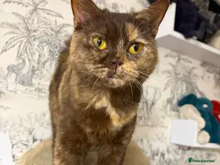 British Shorthair cats Friendly and cuddly GCCF registered BSH girl - Advert 3