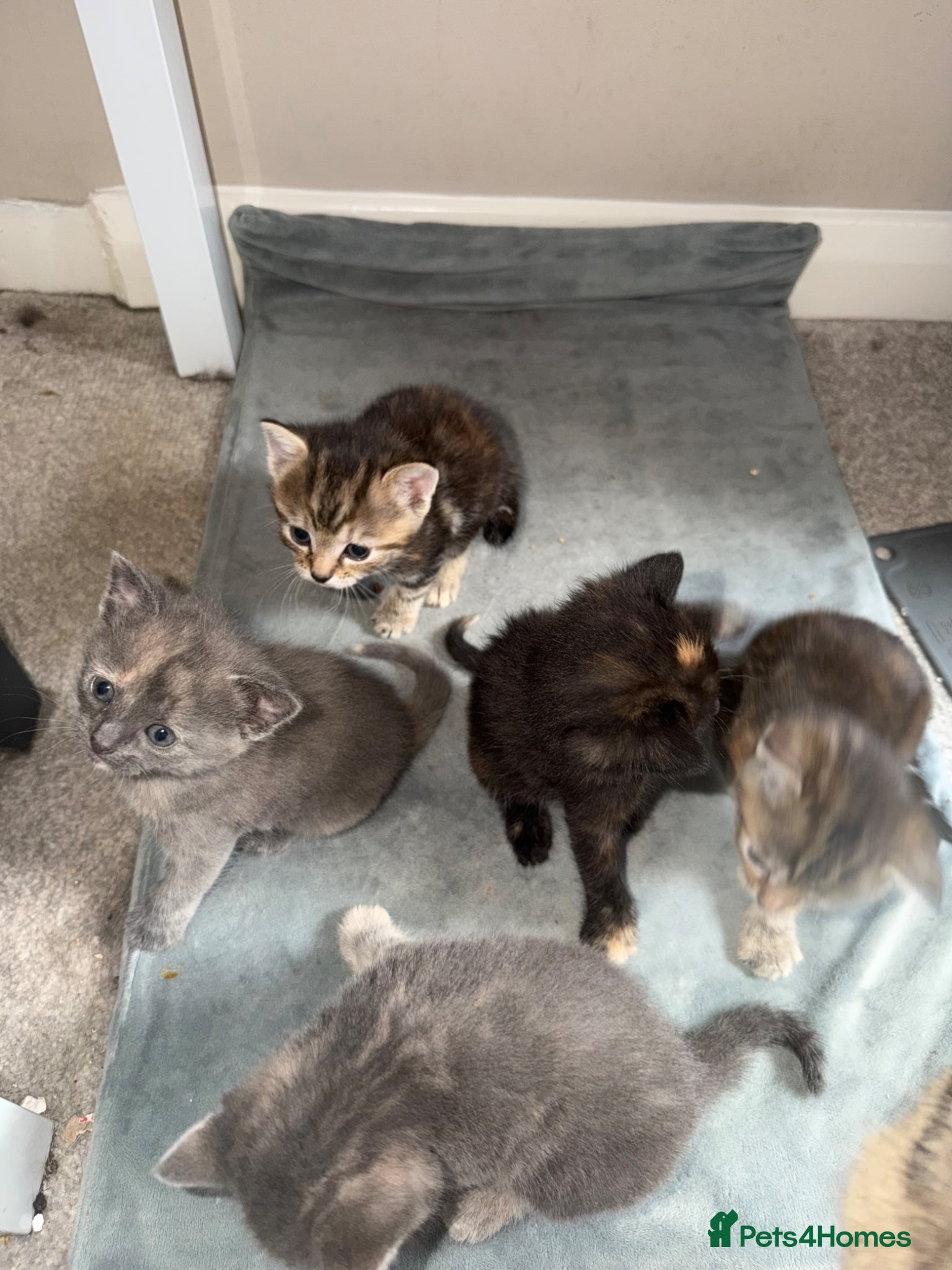 Mixed Breed cats Lovely Litter Of Mixed Kittens - Advert 6