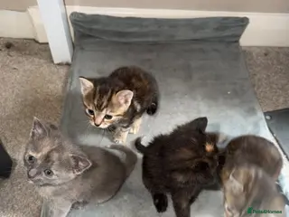 Mixed Breed cats Lovely Litter Of Mixed Kittens - Advert 1