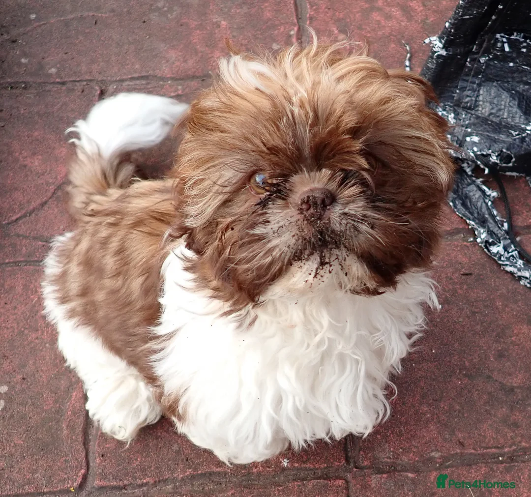 Shih Tzu dogs for sale: Imperial Shih Tzu female, 22 months KC registered. - Advert 22