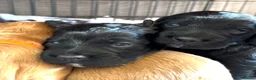 Cockapoo dogs for stud: 🌟 PROVEN STUD 🌟  - Advert 4