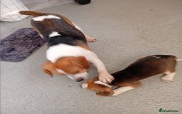 Beagle dogs for sale: Beagle puppy  - Image 7