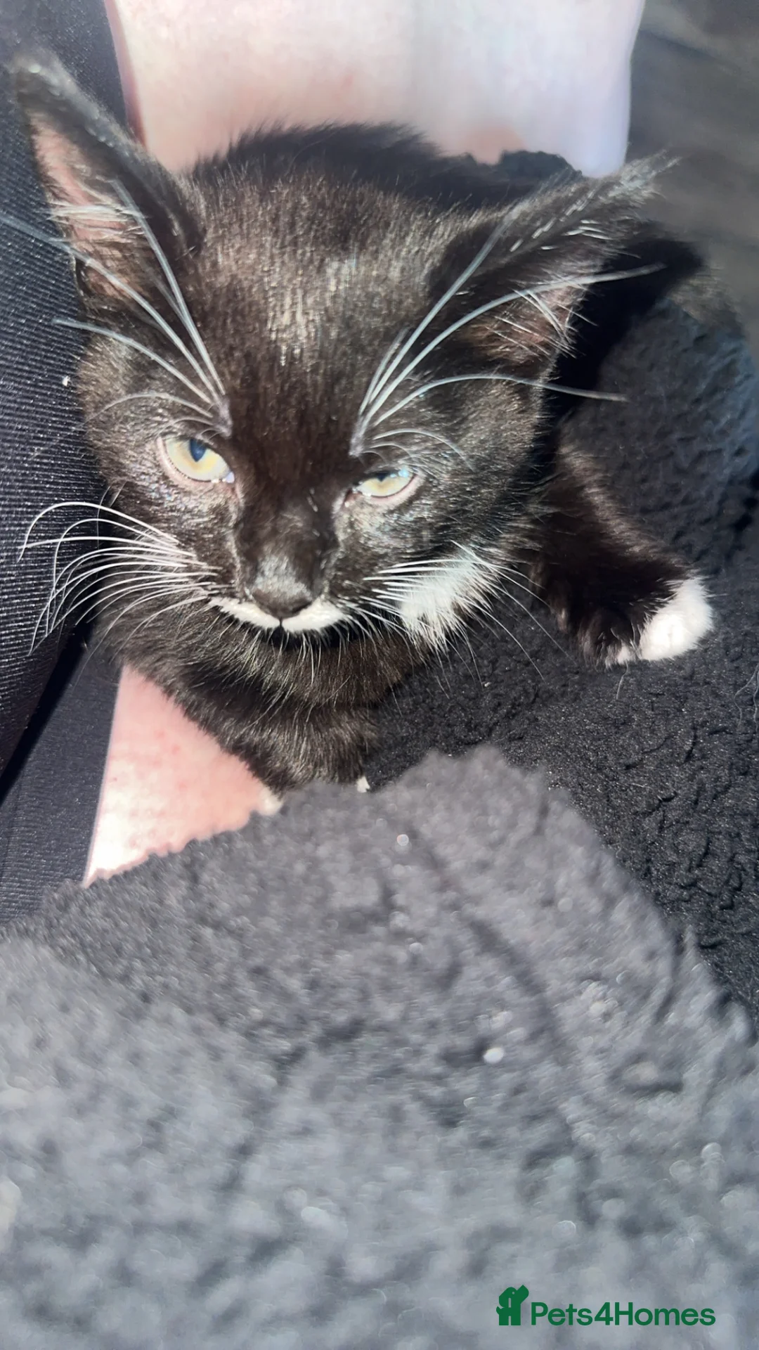 Mixed Breed cats for sale: Female Kitten  - Advert 2