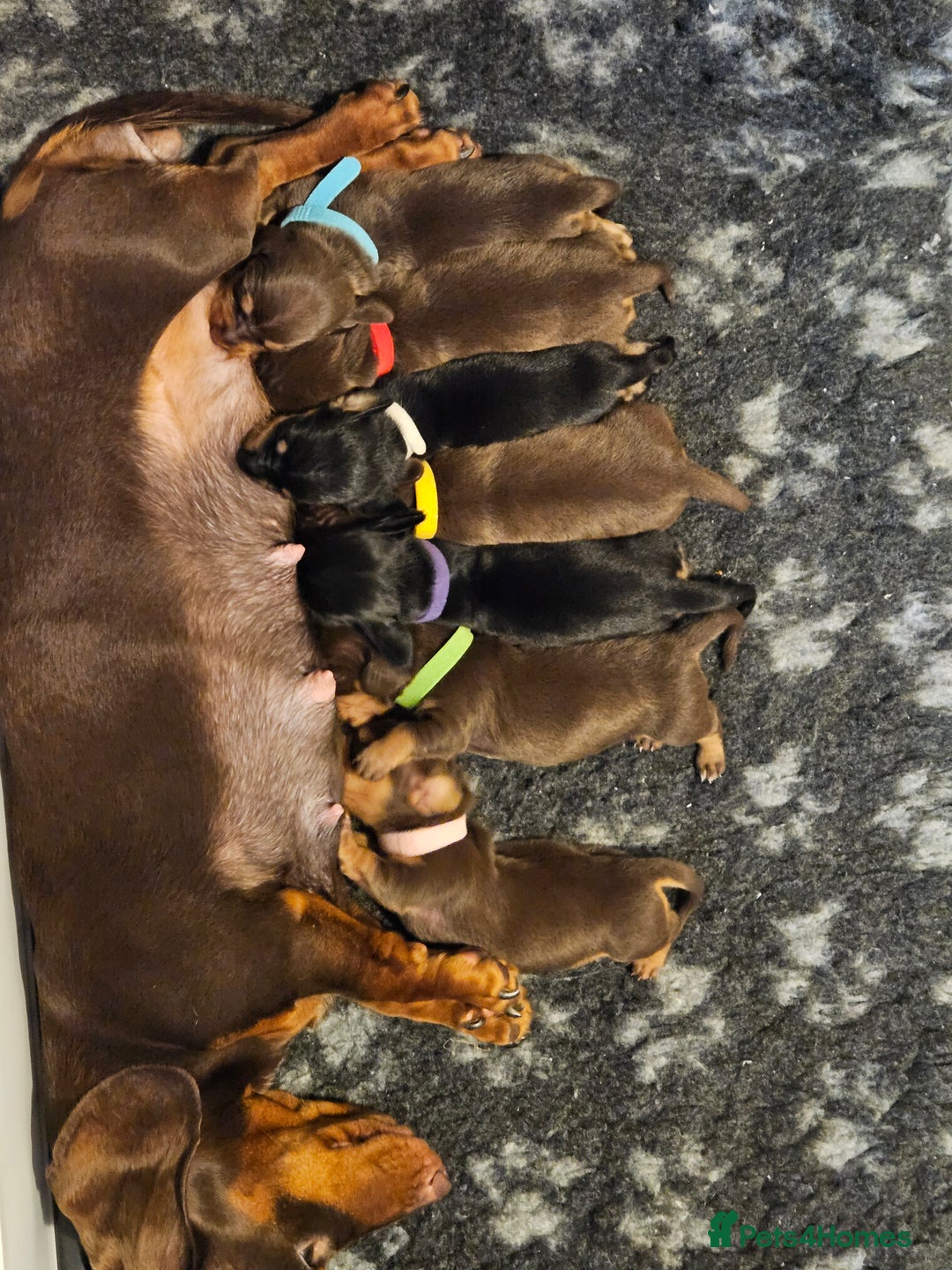 Miniature Dachshund dogs for sale: 4 week old Miniature Dachshunds - Image 36